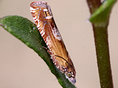 Tortricid moth